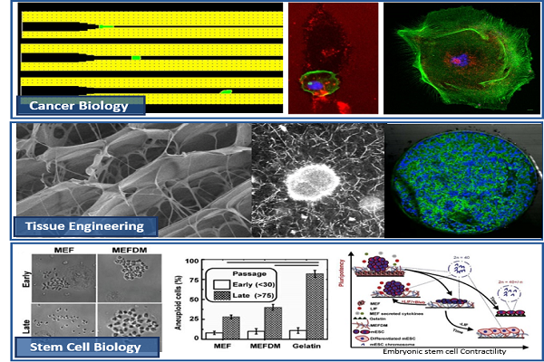 cell_biology