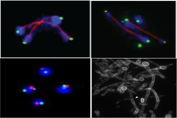 microbial_systems
