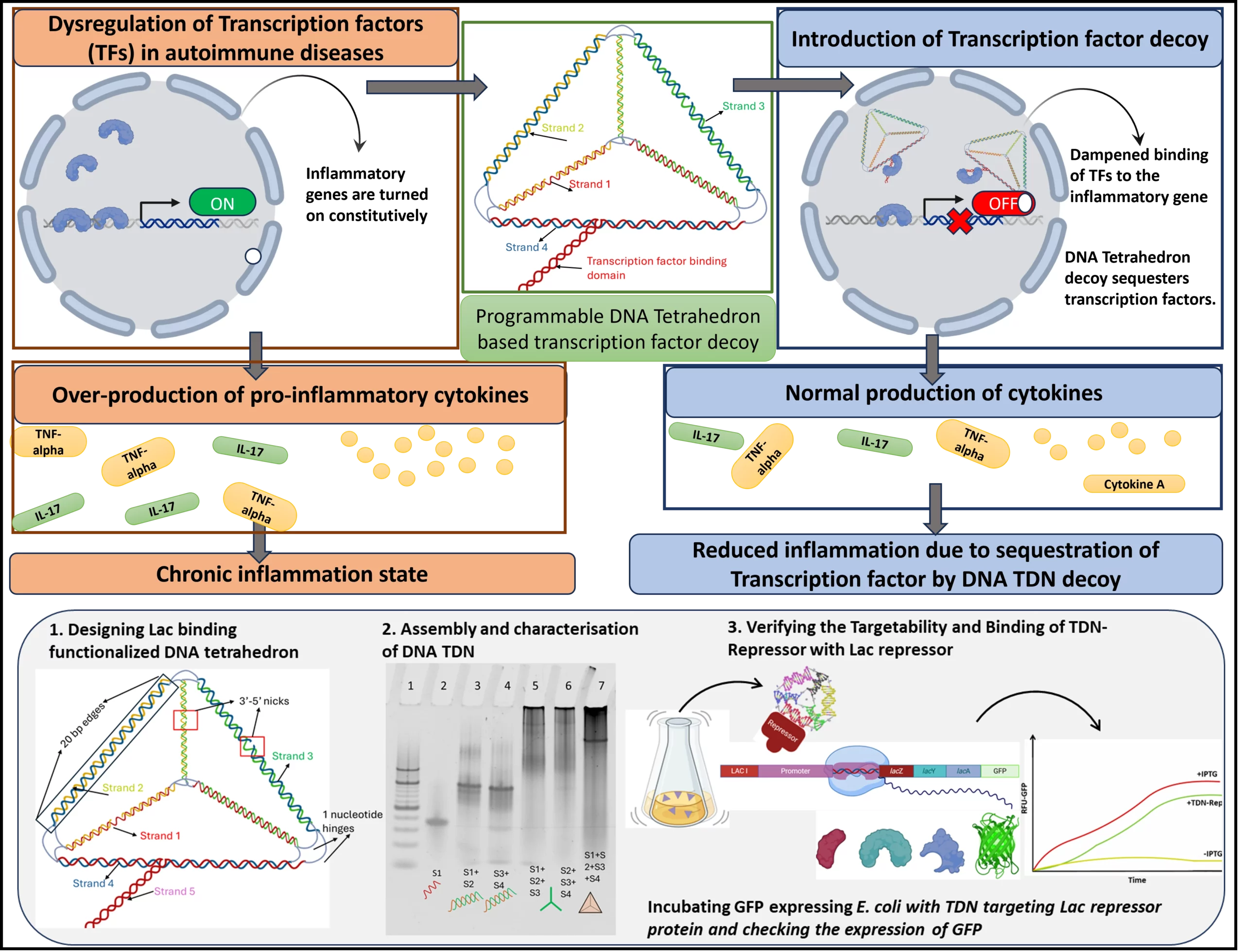 Transcription-factor decoys