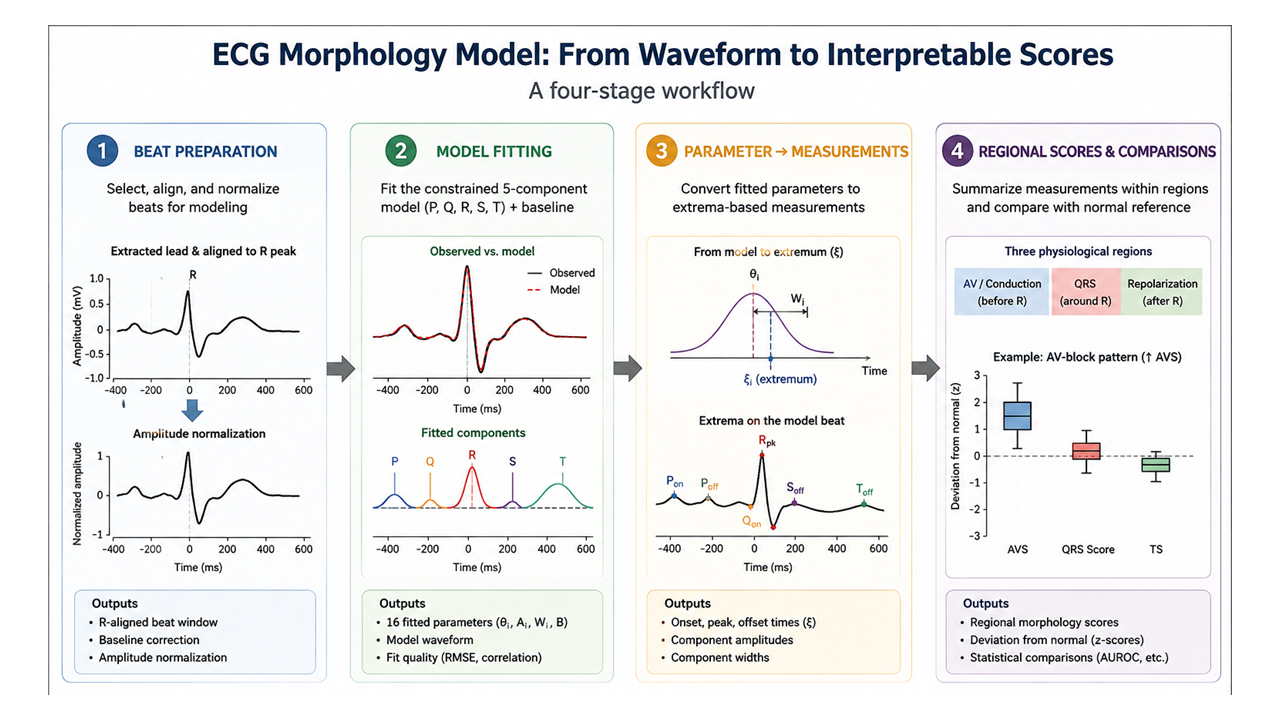 Interpretable ECG morphology
