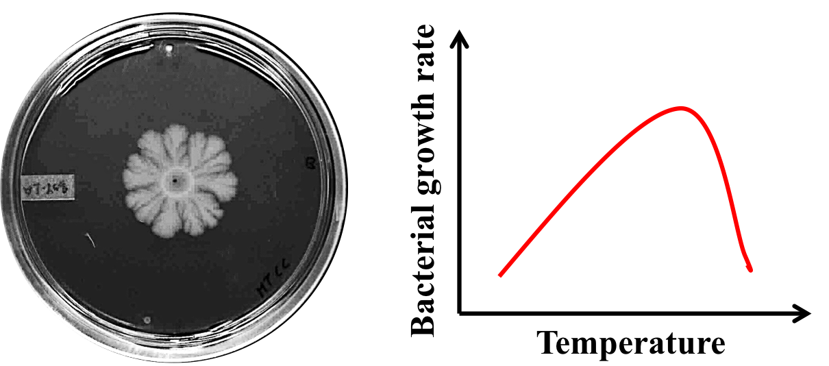 Bacterial population dynamics