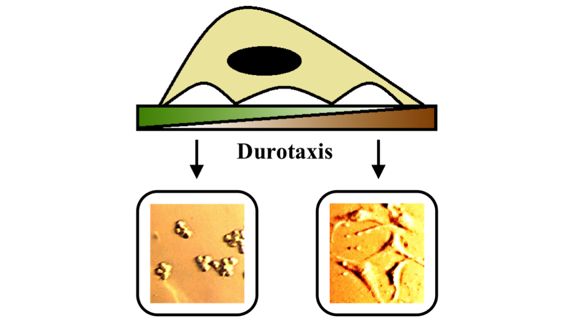 Cell substrate interactions